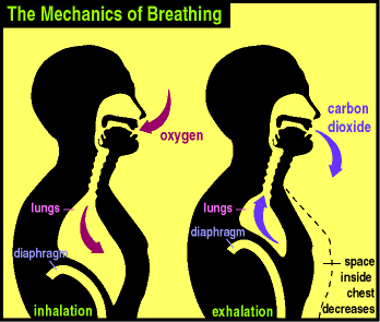 breath-chart1